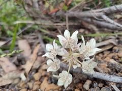 Xanthosia rotundifolia