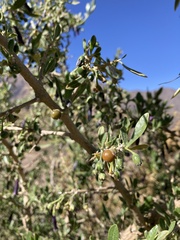 Dunalia spinosa