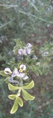 Psoralea candicans