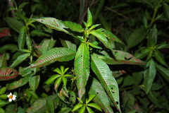 Ludwigia erecta