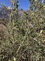 Dunalia spinosa