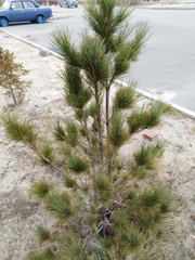 Pinus sibirica