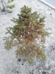 Picea obovata