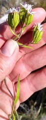 Corymbium villosum