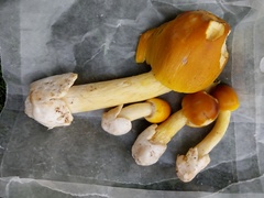 Amanita arkansana