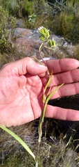 Corymbium villosum