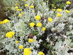Helichrysum dasyanthum