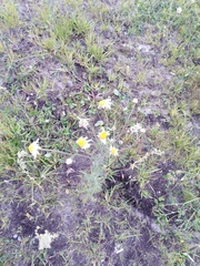 Tripleurospermum inodorum