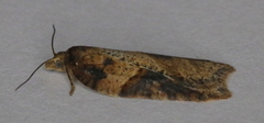 Acleris maccana