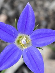 Wahlenbergia stricta