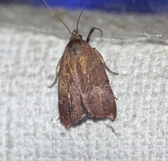 Tortricopsis semijunctella