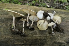 Clitocybe truncicola