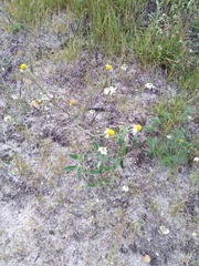 Tripleurospermum inodorum