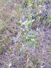 Chenopodium album