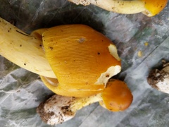 Amanita arkansana