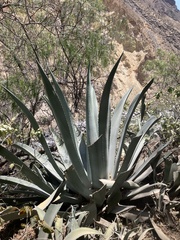 Agave cordillerensis