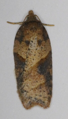 Acleris maccana