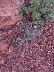 Stephanomeria tenuifolia