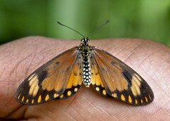 Acraea serena