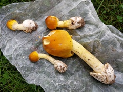 Amanita arkansana