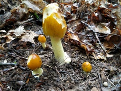 Amanita arkansana