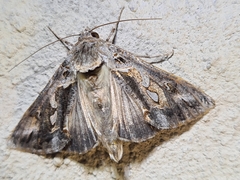 Chrysodeixis argentifera