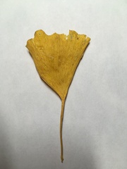 Ginkgo biloba