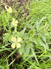 Raphanus raphanistrum