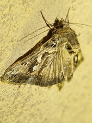 Chrysodeixis argentifera