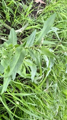 Raphanus raphanistrum