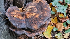 Fungi