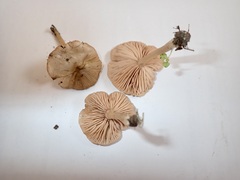 Entoloma excentricum