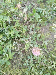 Trifolium pratense
