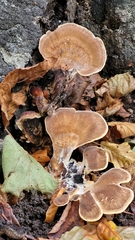 Fungi