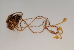 Ophiocordyceps sphecocephala