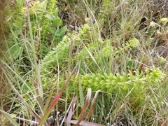 Galium tomentosum