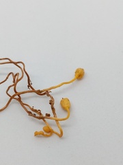 Ophiocordyceps sphecocephala