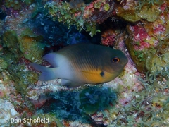 Stegastes partitus