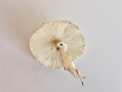 Leucoagaricus serenus