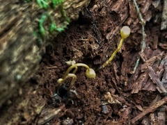Ophiocordyceps sphecocephala
