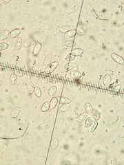 Leucoagaricus serenus