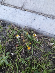 Tripleurospermum inodorum