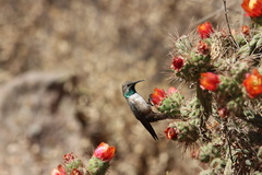 Oreotrochilus estella