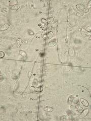 Leucoagaricus serenus