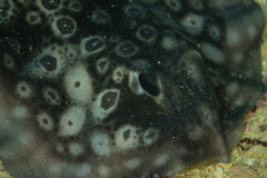 Urolophus circularis