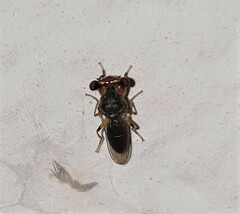 Sphyracephala beccarii