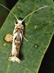 Erechthias mystacinella
