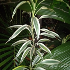 Dracaena sanderiana