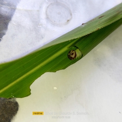 Pelopidas conjuncta