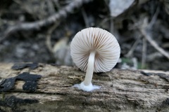 Pluteus semibulbosus